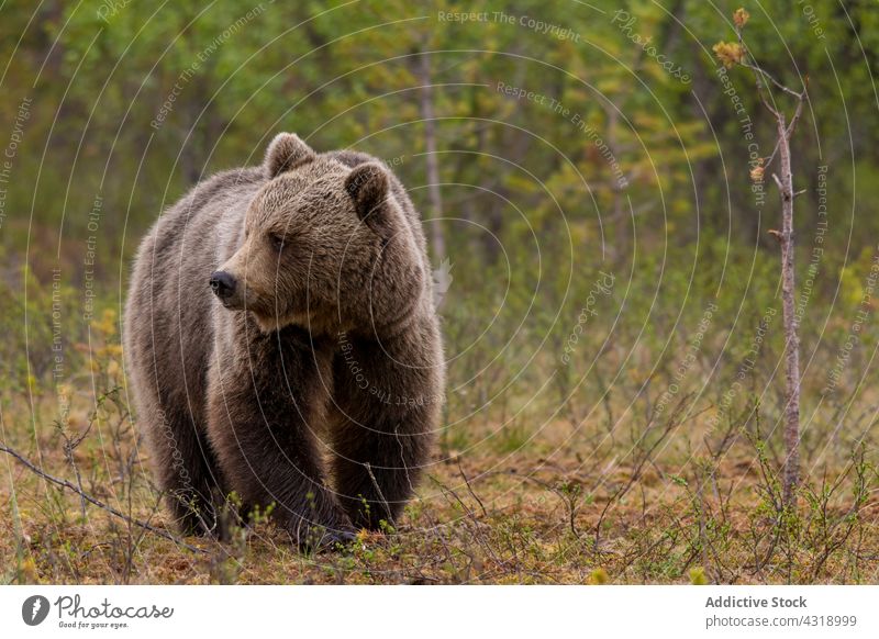 Wilder Braunbär beim Spaziergang in seinem natürlichen Lebensraum Bär braun Tier Natur Reserve wild Säugetier Raubtier Tierwelt Fleischfresser haarig fluffig