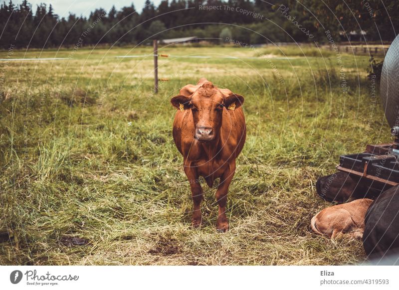 Eine braune Kuh steht auf der Weide Tier Tierhaltung Nutztier Landwirtschaft Rind Gras Wiese artgerecht Tierporträt Natur grün Biologische Landwirtschaft