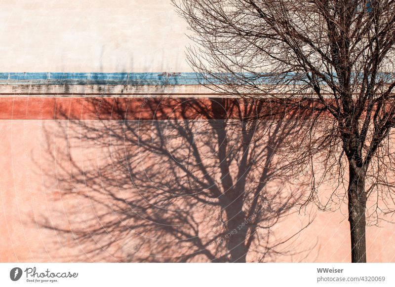 Der Schatten eines Baumes, der in einer südlichen Stadt auf den Frühling wartet Winter Februar warm Fassade sonnig schwungvoll dekorativ rosa orange Zweige