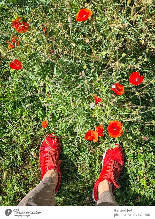 Frau mit roten Schuhen zwischen roten Mohnblüten Natur Mohnfeld farbtupfer Feld farbenfroh