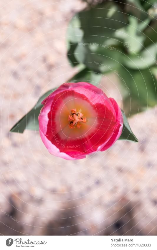 Aufgeblühte Tulpe auf rosa Hintergrund Blume Blüte geblümt Liebe Borte Top Natur Single Blatt frisch Frühling Ansicht grün schön Feiertag Rahmen Sommer