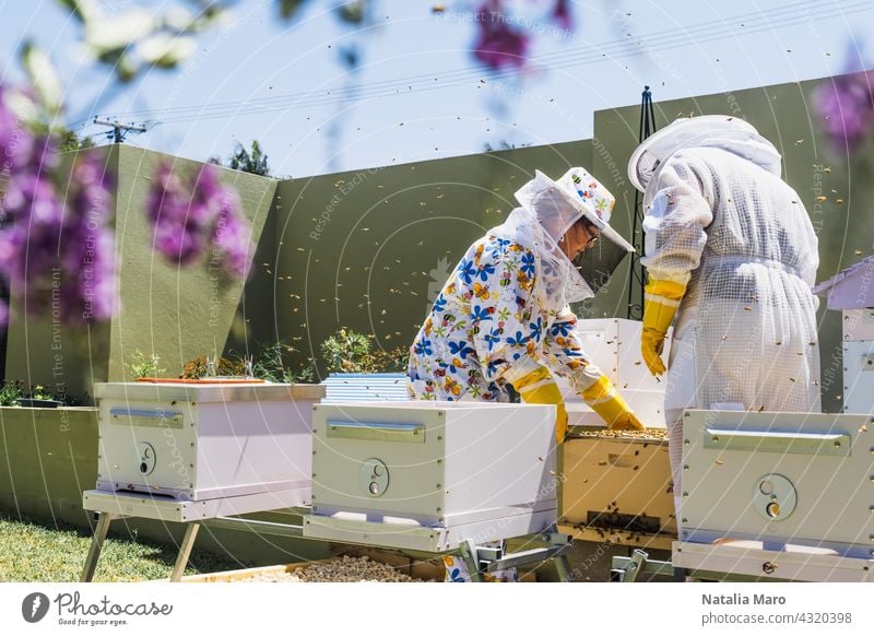 Imker kontrolliert Bienenstock und Wabenrahmen Frau Rahmen Lebensmittel Sommer Natur Frühling Bauernhof Menschen Bienenzucht Ackerbau Liebling Bienenkorb