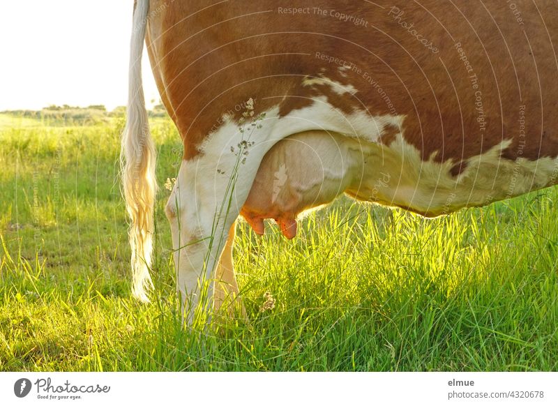 hinterer Teil einer braun-weißen Kuh mit Euter / Milch / Milchader / Kuhschwanz / Weidehaltung Rind Biomilch Fell Bioprodukte Landwirtschaft Gras Wiese