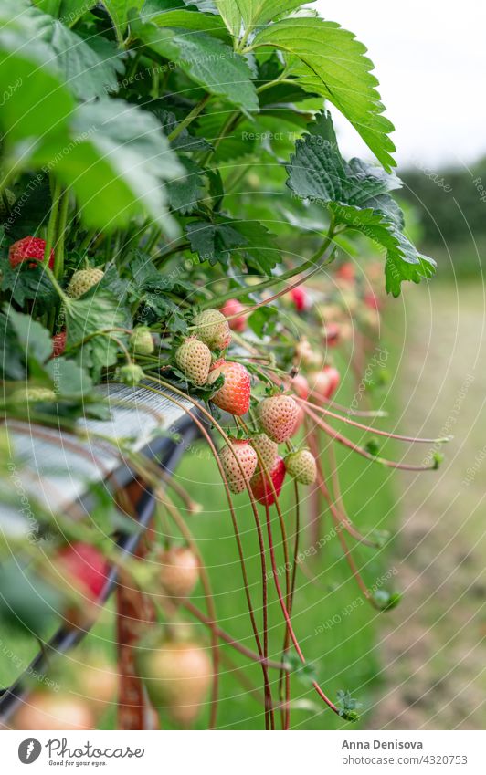 Erdbeerpflücken auf dem Bauernhof Erdbeeren Ernten Landwirtschaft wachsen Feld reif Sommer Garten Schonung Bodenbearbeitung rot Frucht organisch Saison frisch