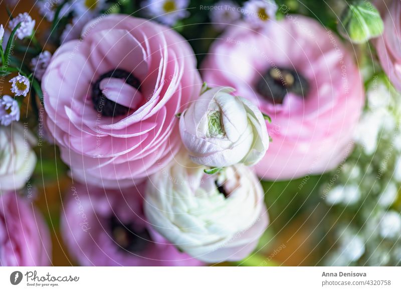 Zarte Ranunkelblüten Ranunculus Blume Blumenstrauß trendy Haufen Blütezeit Strauß Ranunkeln Hintergrund nordisch geblümt Keramik-Vase rosa Inneneinrichtung