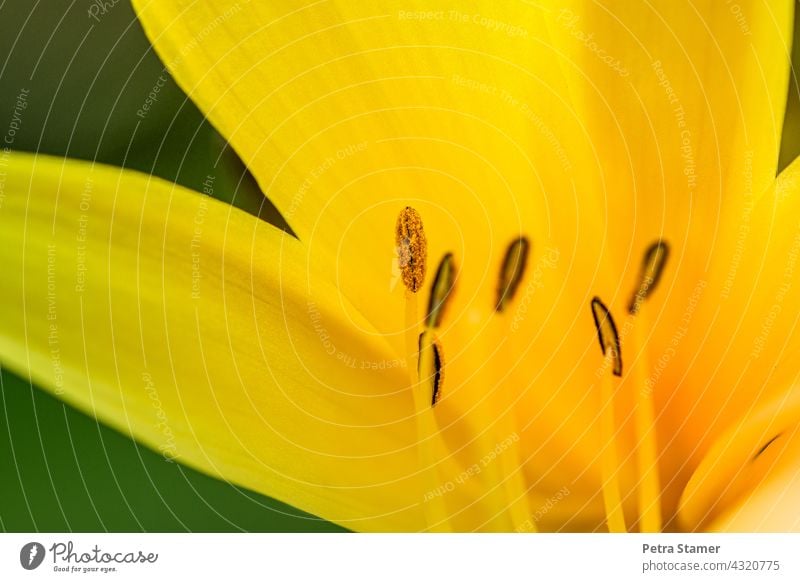 Staubblätter von einer Blüte Pollen gelb Staubbeutel Blume Pflanze Blühend Detailaufnahme Blumendetail Sommerblüher