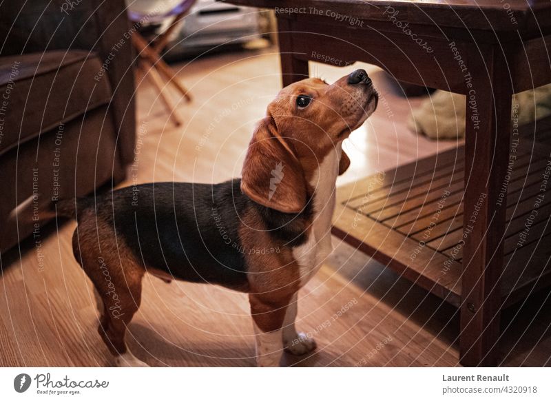 Warm getönten Porträt der niedlichen Beagle Hund Tier züchten Eckzahn heimisch heimwärts Jagdhund im Innenbereich Säugetier Stammbaum reinrassig Haustier Warten