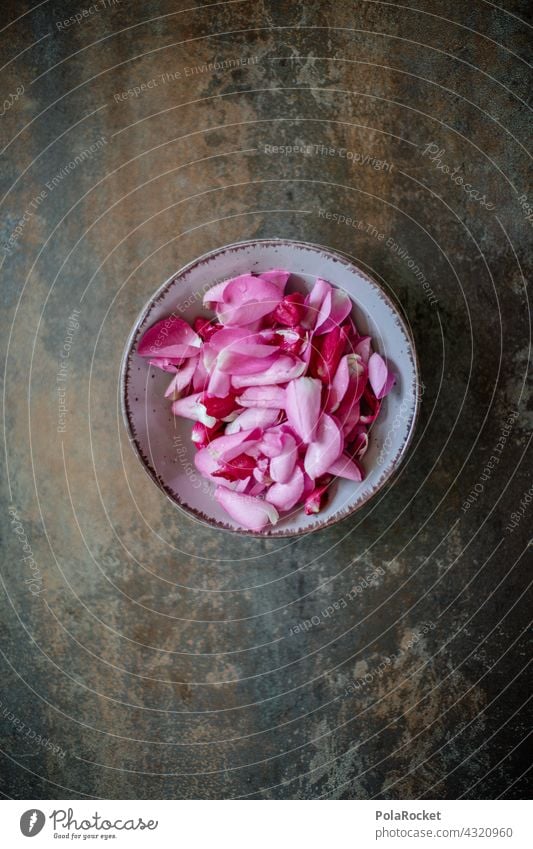 #A# Rosenblätter Rosenblüte Dekoration & Verzierung Duft duftend rosa Blume Blüte Natur Farbfoto Pflanze Romantik Sommer Schwache Tiefenschärfe