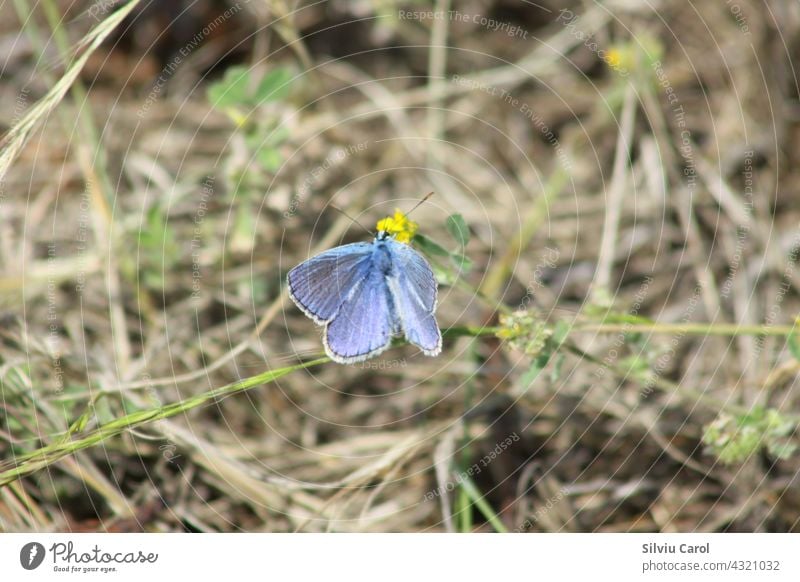 Blauer Schmetterling auf einer Pflanze Nahaufnahme mit selektivem Fokus Hintergrund bunt Lepidopteren Flügel Insekt blau Tierwelt Wiese Sommer hübsch flattern