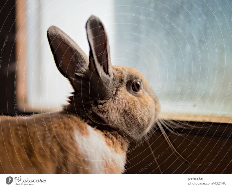 montagshase | glasiert Fenster Haustier Tiergesicht Fell Hase & Kaninchen 1 Zeichen Sicherheit Schutz Wachsamkeit Langeweile Angst gefangen Glasscheibe