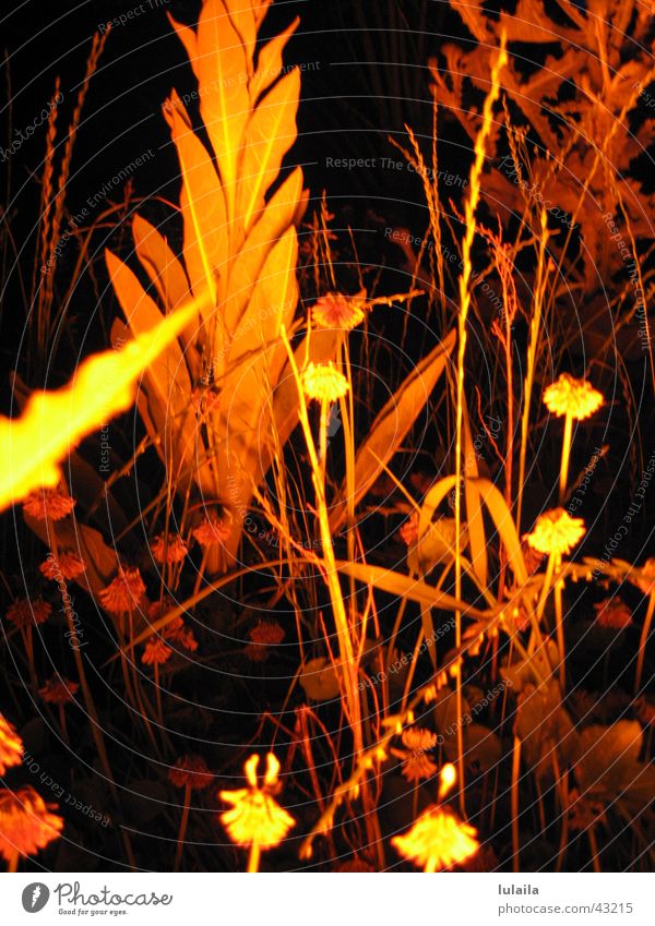es muss nicht immer grün sein... Gras Licht Nacht Lichtspiel Makroaufnahme Märchenwald Pflanze Natur wagenhalle Filter Beleuchtung orange farblandschaft