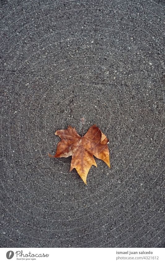 braunes Ahornblatt auf dem Boden in der Herbstzeit Blatt trocknen Natur natürlich Laubwerk texturiert im Freien Hintergrund Herbstsaison Herbststimmung