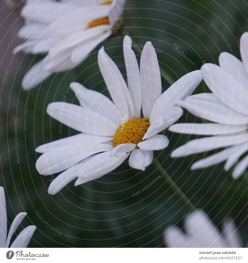 schöne weiße Gänseblümchenblüte im Garten im Frühling Blume Blütenblätter Pflanze geblümt Flora Natur dekorativ Dekoration & Verzierung romantisch Schönheit