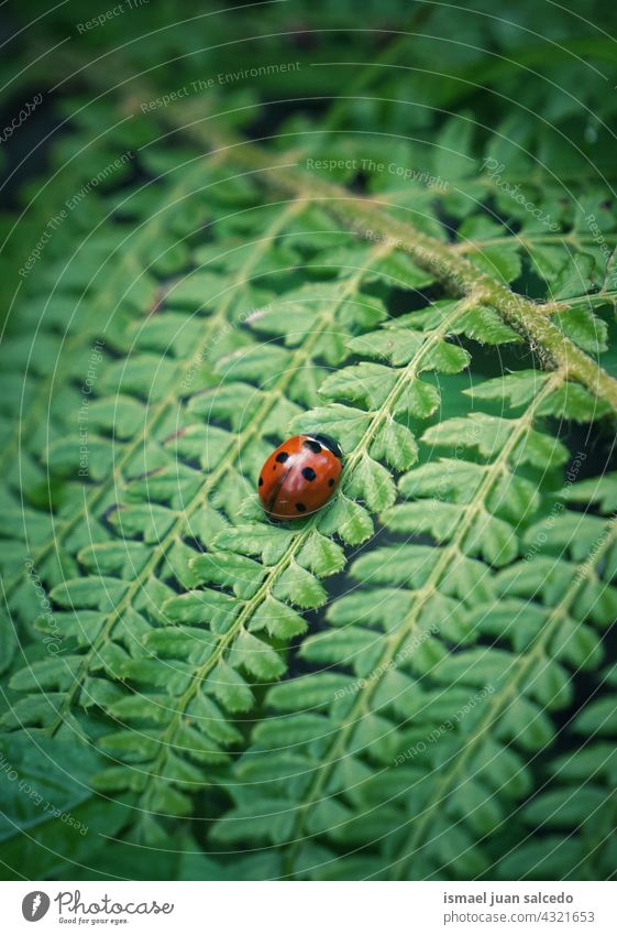 Marienkäfer auf dem grünen Farnblatt in der Natur Wurmfarn Blatt rot Insekt Wanze Flügel Tier Pflanze Garten im Freien Hintergrund Schönheit Zerbrechlichkeit