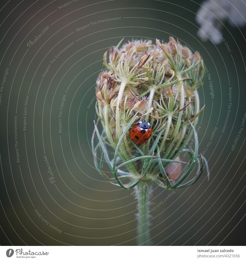 kleiner Marienkäfer auf der grünen Blume rot Insekt Wanze Flügel Tier Pflanze Garten Natur im Freien Hintergrund Schönheit Zerbrechlichkeit elegant Tierwelt