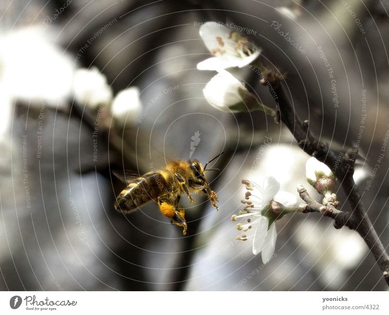 Bee Biene Insekt Natur Außenaufnahme