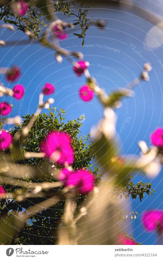 Kronenlichtnelke mit KIrschbaum aus der Froschperspektive ast erholung erwachen ferien garten himmel kleingarten kleingartenkolonie menschenleer natur pflanze