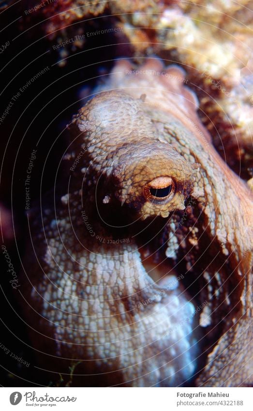 Nahaufnahme eines Oktopus, der die Kamera mit seinem Auge beobachtet rot MEER Tier Tierwelt aquatisch Wassertier Wasserorganismus Tarnung Sinkflug Tauchen Kopf
