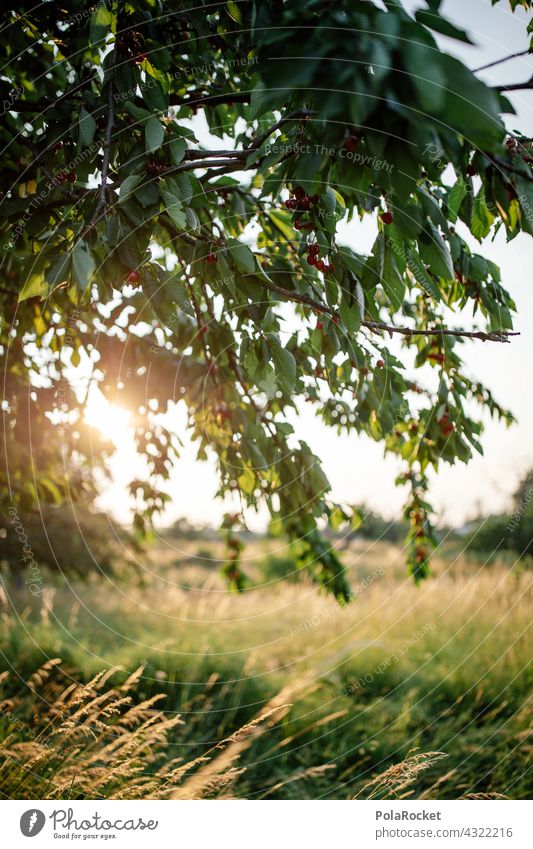 #A# Sauerkirschen Kirschen Kirschbaum sauerkirschen Sommer Sonne sonnig Baum Feld