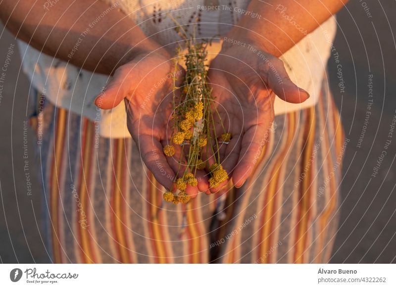 Eine Frau zeigt in ihren Händen einige zarte Kamillenblüten, die sie bei einem Spaziergang gesammelt hat, und genießt die Sonne und den Sonnenuntergang, Spanien