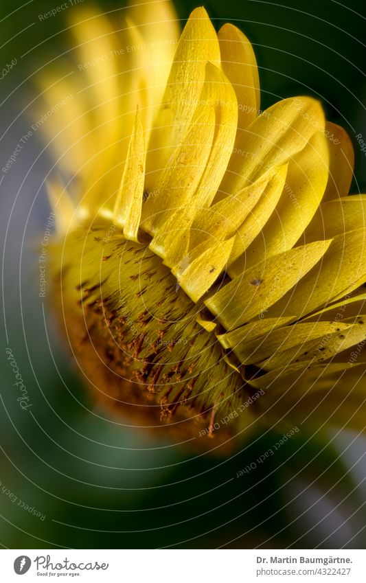 Helichrysum, Strohblume, gelbe Hybride Blütenstand Blume blühend Helichysum Sorte Züchtung Asteraceae Korbblütler Compositae Pflanze geringe Tiefenschärfe