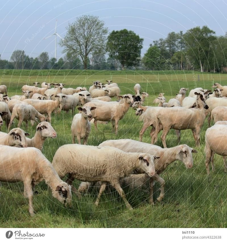 Schafe auf der Weide Tiere Nutztier Schafherde Gruppe geschoren geschorene Schafe nackt Binsen Gras Zaun Bäume Windrad