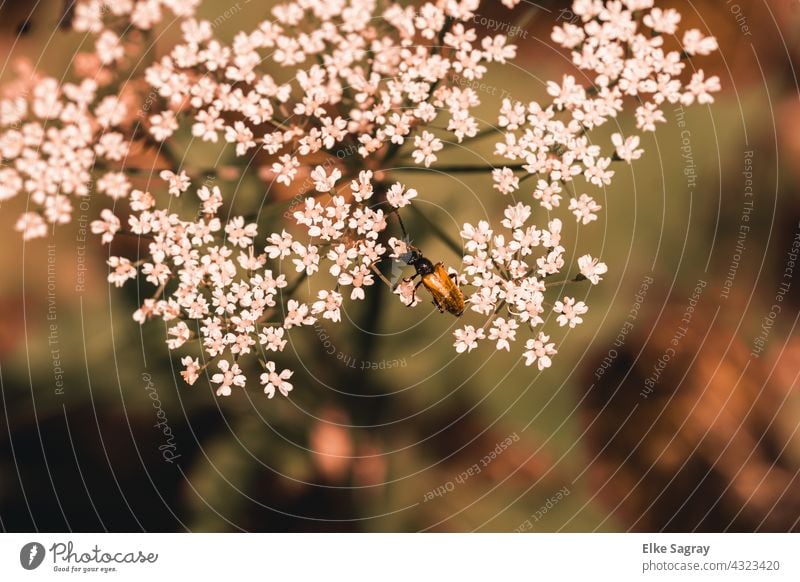 Käfer am Blütenstrauch Pflanze Garten Nahaufnahme Menschenleer Blühend Schwache Tiefenschärfe Natur Blume Sommer Textfreiraum unten