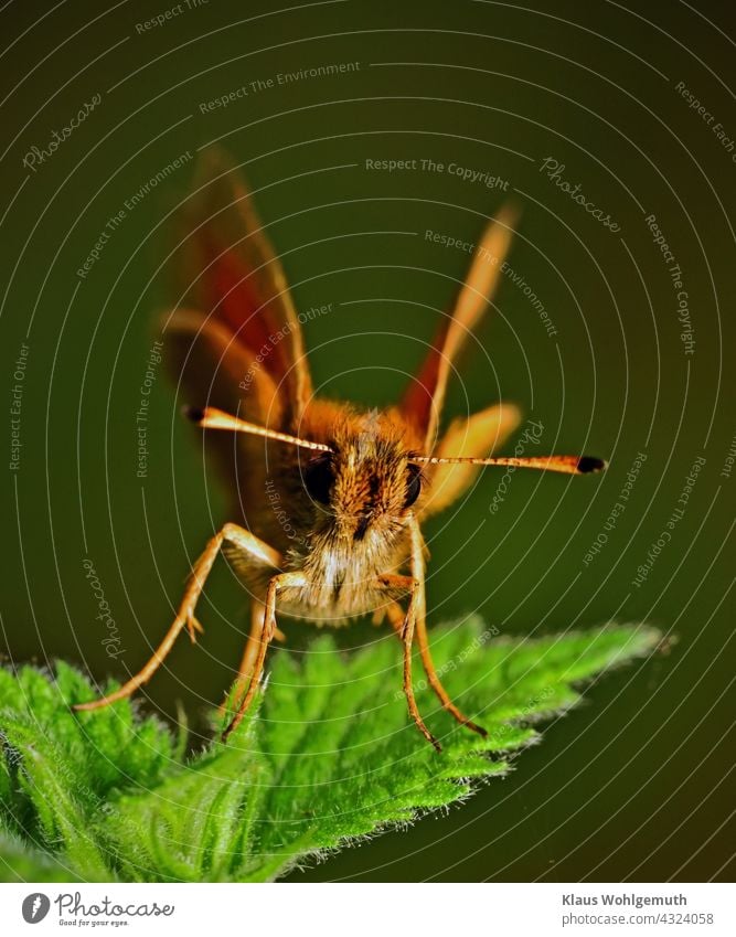 Dickkopffalter sitzt auf einer Brennessel Schmetterling Fühler Komplexauge Nessel Makro Insekt Flügel Nahaufnahme Farbfoto Tierporträt Schwache Tiefenschärfe