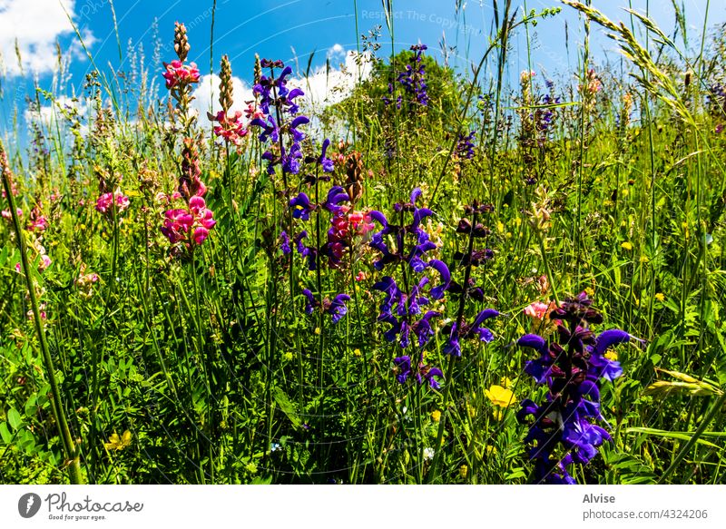 2021 06 13 Lessini blühender Frühling 2 Feld Natur Himmel grün Gras Sommer Hügel Hintergrund Landschaft Wiese Saison Blume Vektor blau Umwelt Cloud Pflanze
