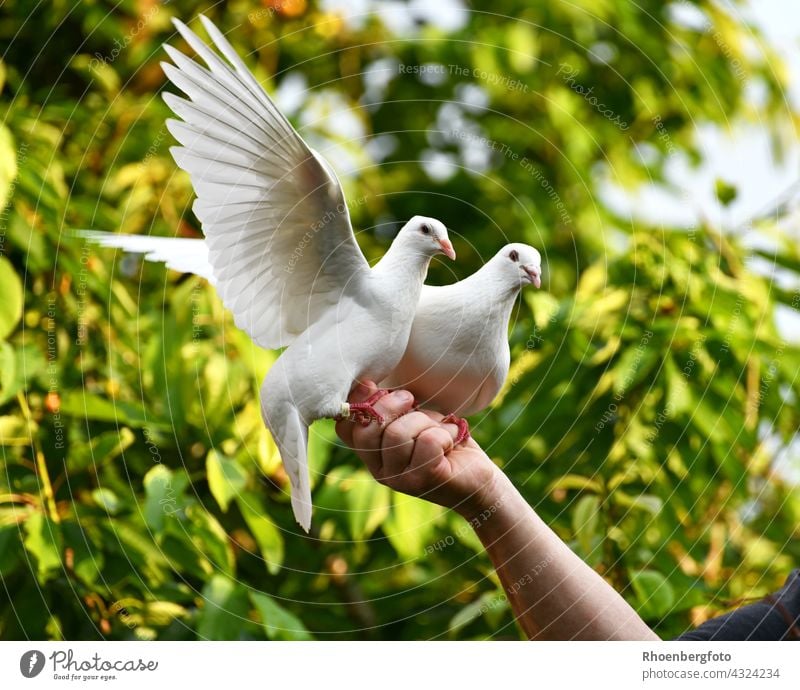 Ein weißes Taubenpärchen bei der Fütterung direkt aus der Hand taube tauben vogel fliegen hand füttern futter fressen arm mensch züchter halter tiere haustier