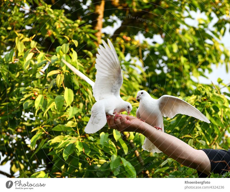 Zwei weiße Tauben fressen ihrem liebevollem Züchter direkt aus der Hand taube tauben vogel fliegen tier haustier schnabel flügel futter futtersuche körner