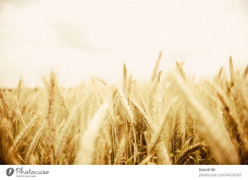 Roggenfeld - Roggen im Sonnenlicht Nahrung Ähren Kornfeld Landwirtschaft Feld Wachstum Ackerbau Ernte golden Nutzpflanze Lebensmittel