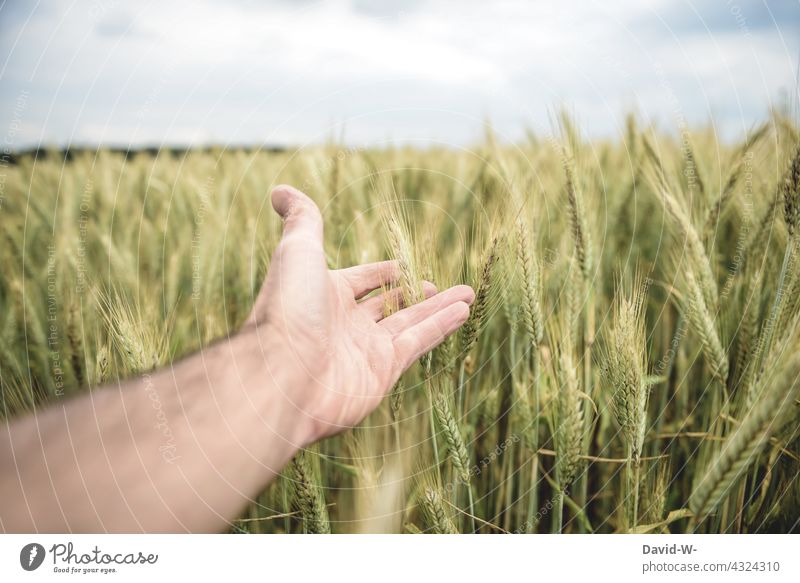 Weizen in einem Kornfeld mit der Hand berühren Weizenfeld Nahrungsmittel teuer Getreide Landwirtschaft Ackerbau anfassen Qualität Wachstum Getreidefeld