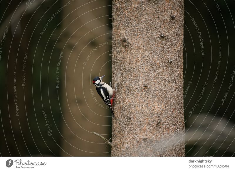 Buntspecht, Männchen an einer Fichte nach Nahrung in Form von Borkenkäfern suchend, Picidae Wald FichteStamm natürliche Umgebung Vogel Porträt Dendrocopos major