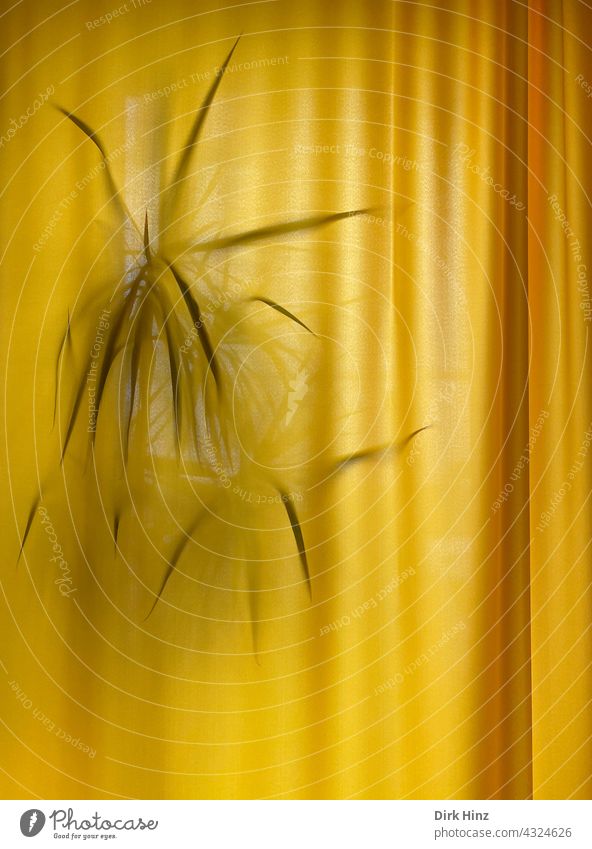 Palme hinter einem gelben Vorhang Gardine Faltenwurf Innenaufnahme geschlossen verdeckt Zimmerpflanze zugezogen Fenster Menschenleer Schatten Textilien
