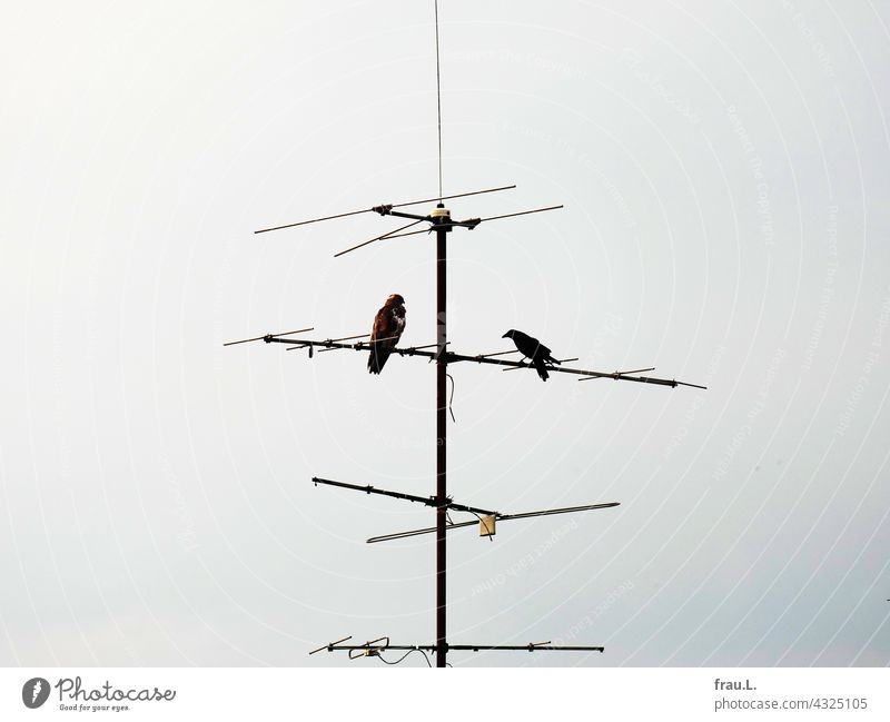 Hau ab! Raubvogel Krähe mutig Greifvogel Himmel Vogel Rabenvögel Antenne verteidigen sitzen Gefahr Mäusebussard