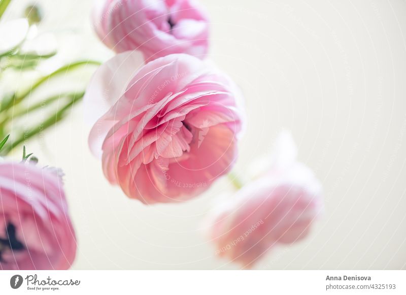 Zarte Ranunkelblüten Ranunculus Blume Blumenstrauß trendy Haufen Blütezeit Strauß Ranunkeln Hintergrund nordisch geblümt Keramik-Vase rosa Inneneinrichtung