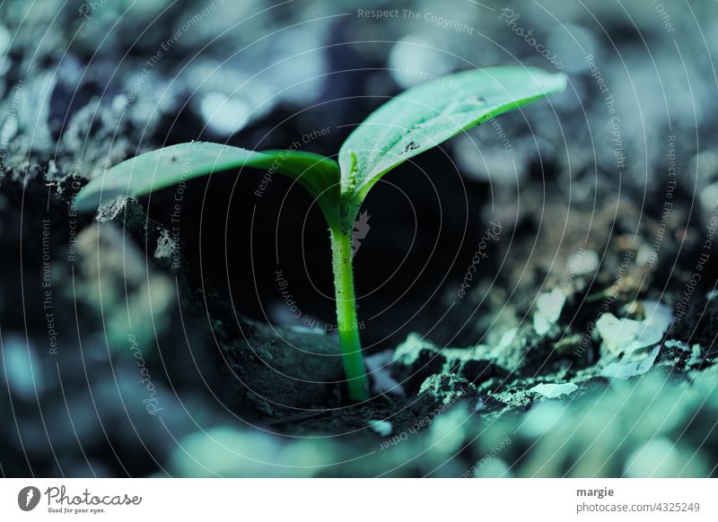 Eine kleine Pflanze in der Erde grün nah Makroaufnahme Nahaufnahme Garten Schwache Tiefenschärfe Detailaufnahme Umwelt Licht Blatt Menschenleer Natur Farbfoto