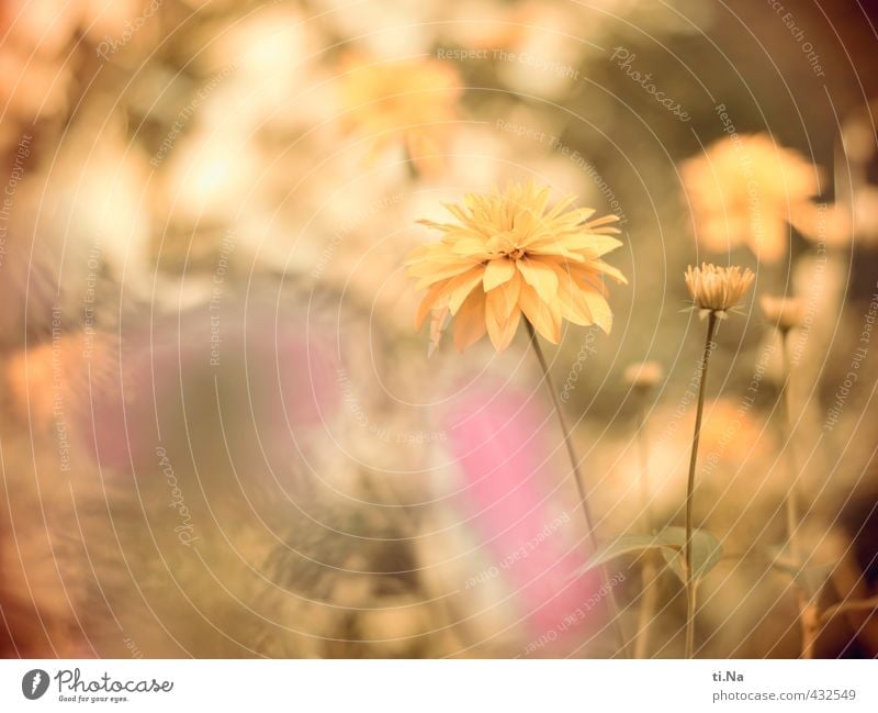Zeitumstellung | Sommerzeit Blume Sträucher Blatt Blüte Garten Park Wiese Blühend Duft Wachstum Freundlichkeit frisch hell schön gelb grün rosa Farbfoto