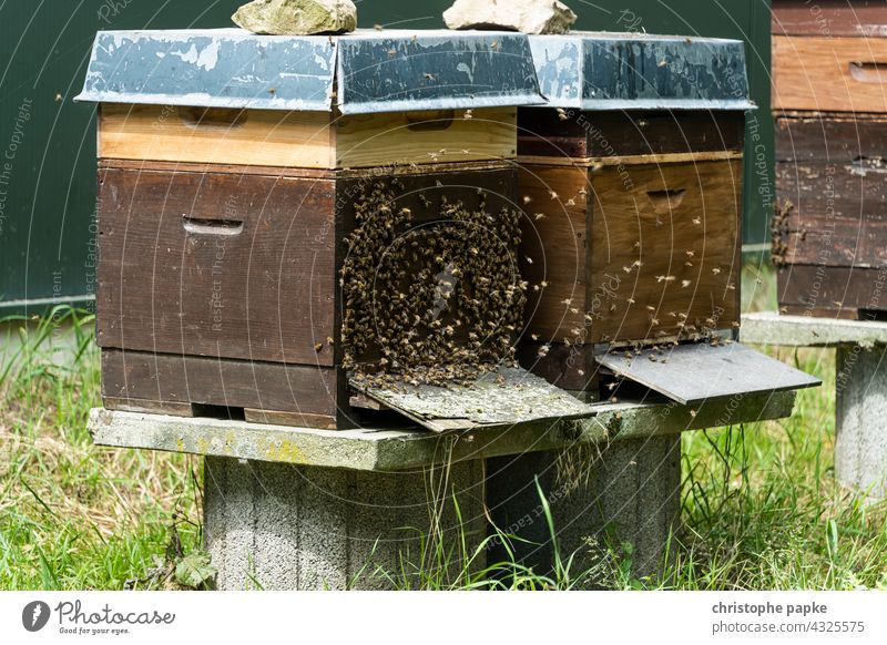 Bienen fliegen an Bienenstock Insekt Honigbiene Bienenzucht Bienenkorb Imker Bauernhof Kolonie Natur natürlich Lebensmittel Imkerei Landwirtschaft