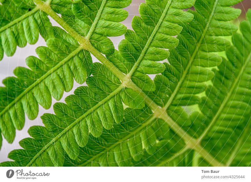 Nahaufnahme eines Farn Blattes Makroaufnahme Pflanze Natur Farbfoto Detailaufnahme grün Schwache Tiefenschärfe Grünpflanze Frühling Sommer Wachstum