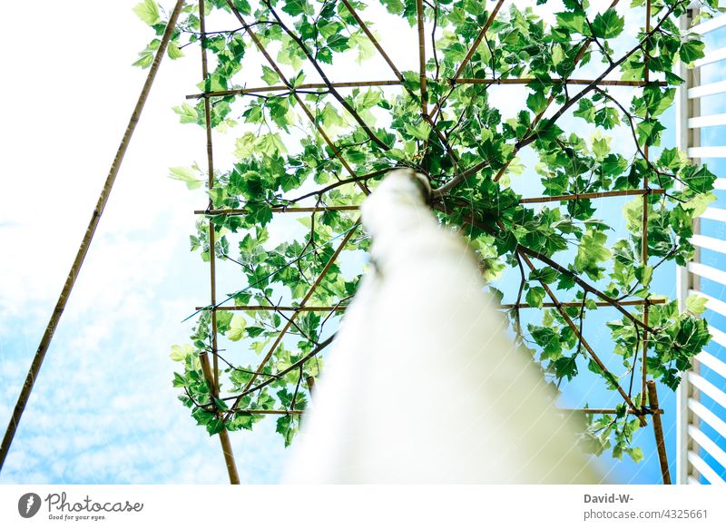 Dachplatane - Form und Struktur - Wachstum steuern Baum beeinflussen Schattenspender modern trend Garten Strukturen & Formen richtungweisend Pflanze