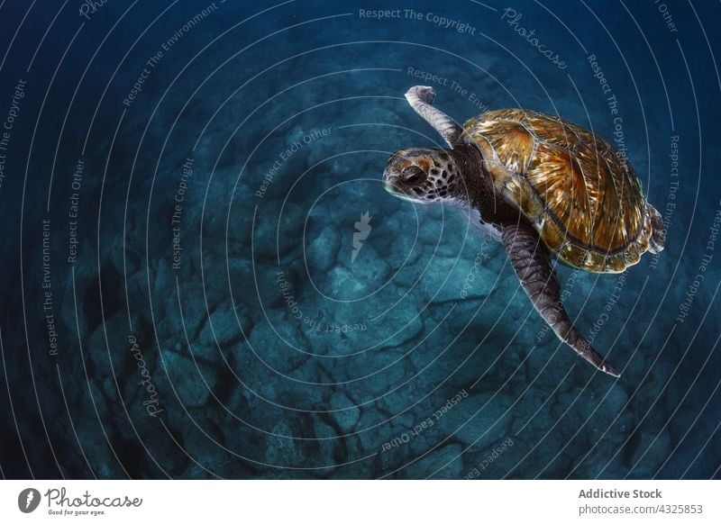 Grüne Schildkröte schwimmt im blauen Meer MEER grüne Schildkröte schwimmen unter Wasser unterseeisch marin Reptil Fauna aqua Natur Tierwelt wild Zoologie