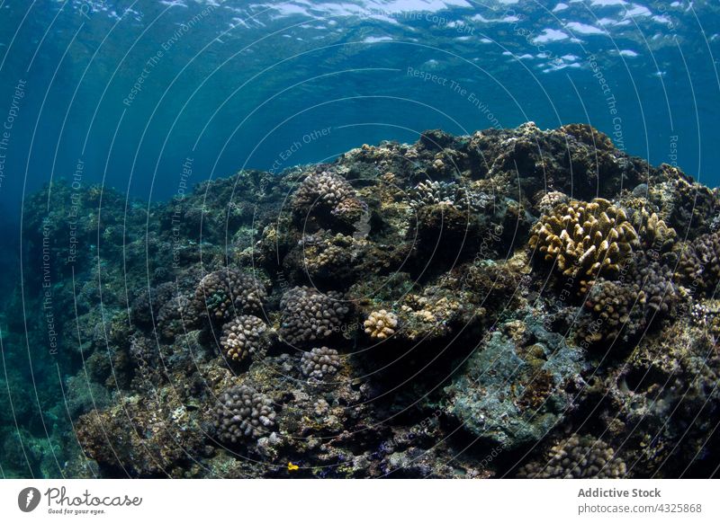 Acropora-Koralle unter Meerwasser acropora Korallen MEER unter Wasser wachsen marin Gesäß exotisch reffen aqua Natur wild tropisch Tierwelt unterseeisch