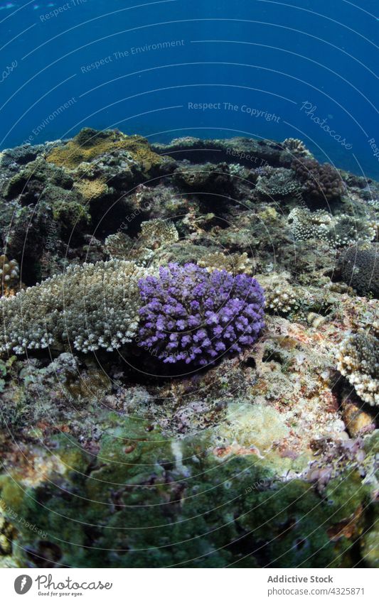 Acropora-Koralle unter Meerwasser acropora Korallen MEER unter Wasser wachsen marin Gesäß exotisch reffen aqua Natur wild tropisch Tierwelt unterseeisch