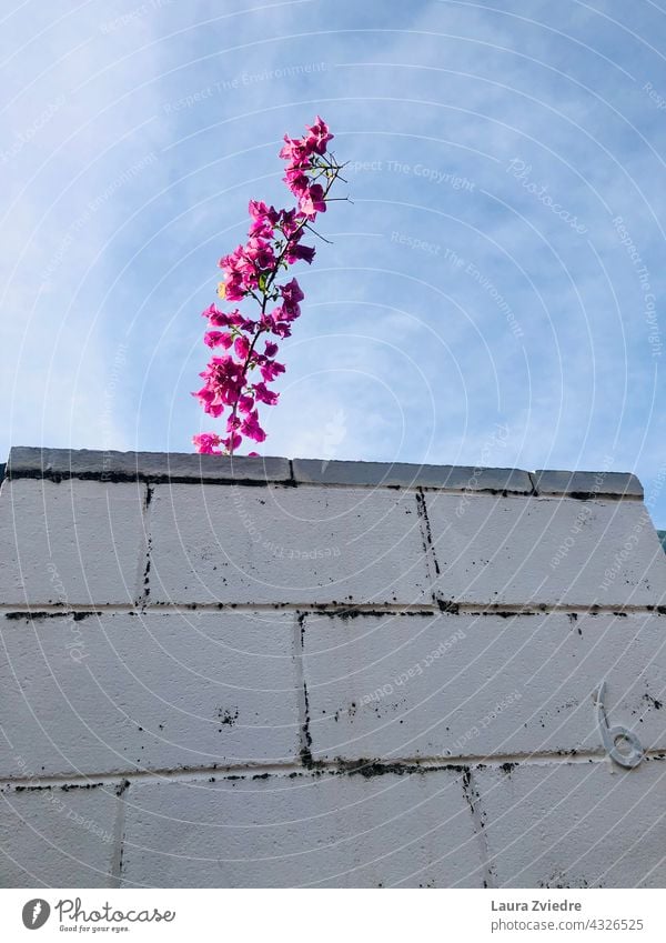 Nummer sechs und die Blume Zaun Hausnummer Ziegelzaun Backsteinwand rosa Blume weißer Zaun Ziffern & Zahlen Wand Fassade Baustein Schriftzeichen Pflanze