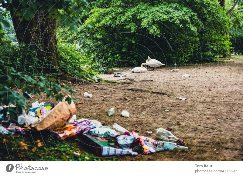 Müll im Naherholungsgebiet nach „Corona Party“ im Hintergrund ein Schwanenpaar mit Kücken stadt coronaparty Stadt Farbfoto Außenaufnahme Menschenleer dreckig