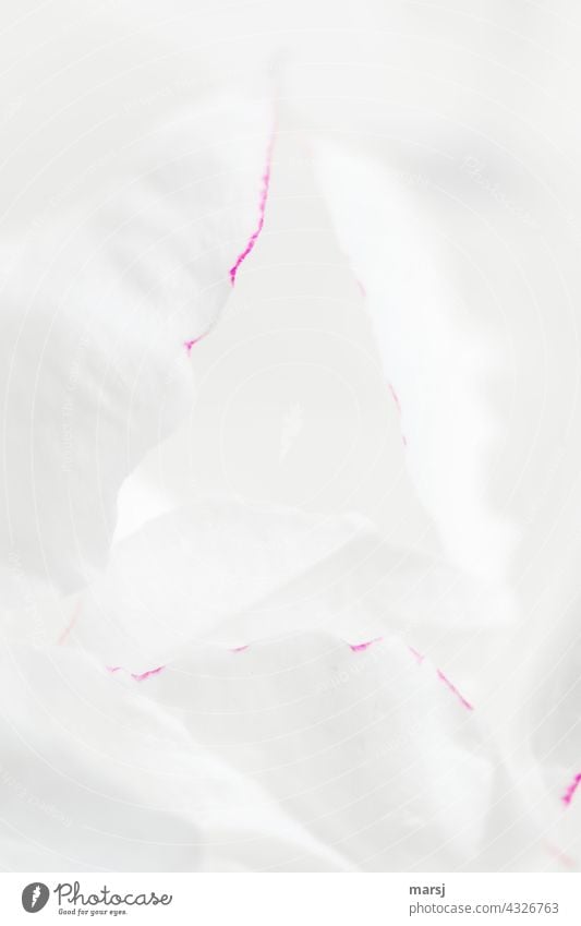 Die Reinheit der weißen Blütenblätter einer Pfingstrose. Feinst umrahmt von einem lila Rand. Blume Blühend Inspiration elegant geheimnisvoll Hoffnung