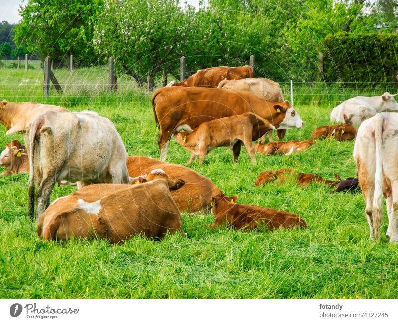 Kuh mit säugendem Kalb Bauernhof Brandenburg deutschland feld Gras kalb kuh Kälber Landschaft Landwirtschaft Damm Natur Nutztiere Rinder Sommer säugetier Stufe