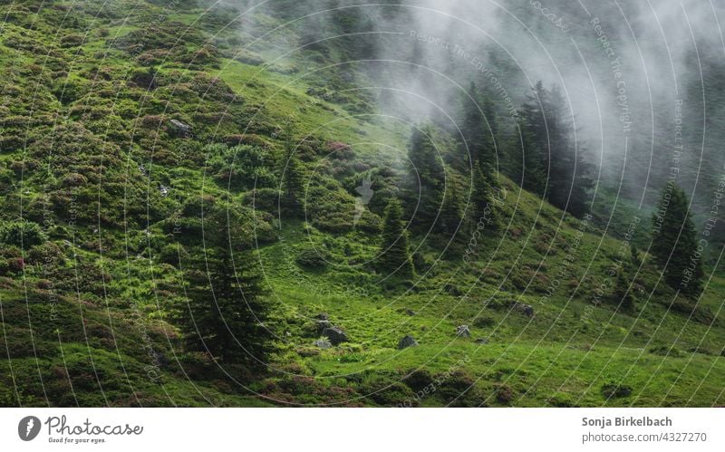 Landschaft in den Zillertaler Alpen bei aufziehndem Nebel, Tirol, Österreich im Sommer alpen zillertal zillertaler alpen nebel alm berge gebirge Alm wandern